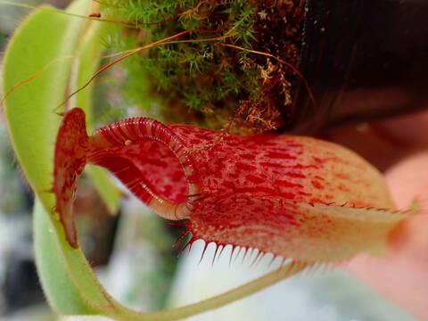 商品一覧 - Y's Exotics （山田食虫植物農園）