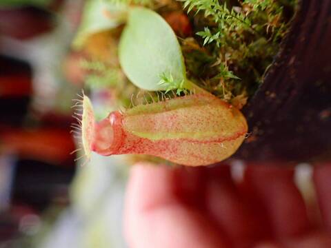 商品一覧 - Y's Exotics （山田食虫植物農園）