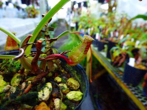 Nepenthes（ネペンテス/ウツボカズラ）の商品一覧 | Y's Exotics （山田食虫植物農園）