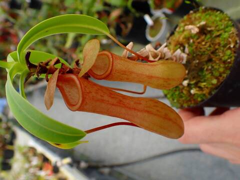 J617 5-3 N. ventricosa-red seedling