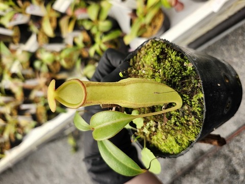 商品一覧 - Y's Exotics （山田食虫植物農園）