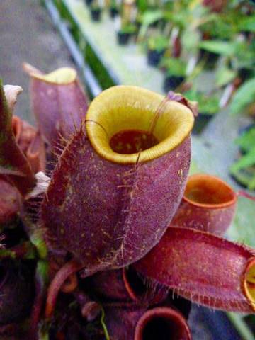 Nepenthes（ネペンテス/ウツボカズラ）の商品一覧 | Y's Exotics （山田食虫植物農園）