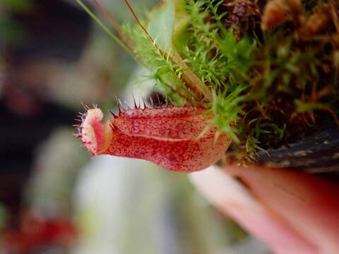 商品一覧 - Y's Exotics （山田食虫植物農園）