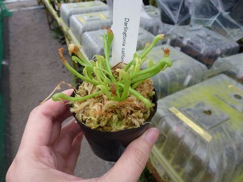 Darlingtonia（ダーリングトニア) の商品一覧 | Y's Exotics （山田食