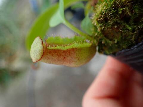 商品一覧 - Y's Exotics （山田食虫植物農園）