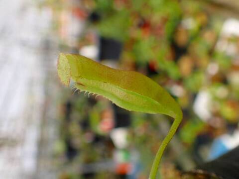 商品一覧 - Y's Exotics （山田食虫植物農園）