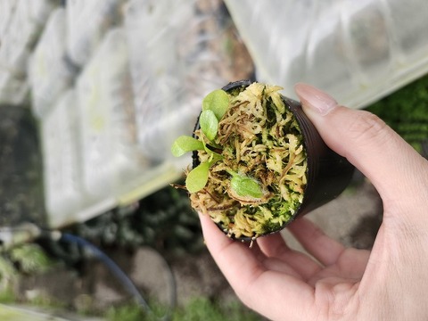 商品一覧 - Y's Exotics （山田食虫植物農園）
