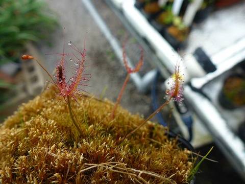 Drosera（ドロセラ/モウセンゴケ）の商品一覧 | Y's Exotics （山田食虫植物農園）