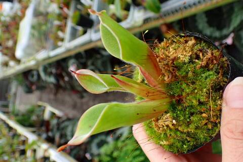 Heliamphora（ヘリアンフォラ）の商品一覧 | Y's Exotics （山田