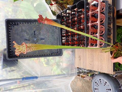 R570 1H S. Hybrid Y's
