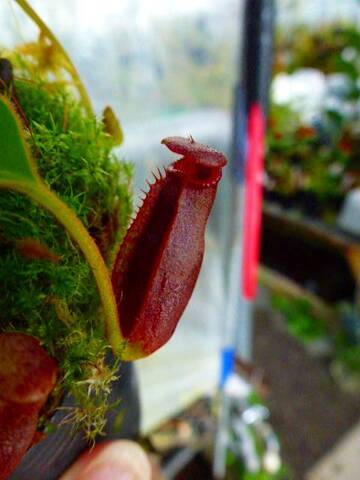 Nepenthes（ネペンテス/ウツボカズラ）の商品一覧 | Y's Exotics （山田食虫植物農園）