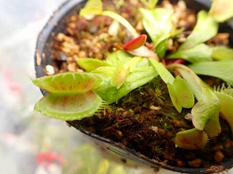 G180 5-1 Dionaea muscipula 鈴木系 実生