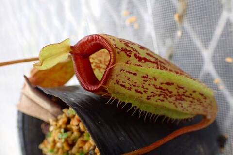 Nepenthes（ネペンテス/ウツボカズラ）の商品一覧 | Y's Exotics