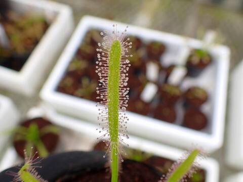 R140 4-1 D. capensis (alba)