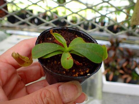 ペルー産　プレポナ　86mm 商品一覧 - Y's Exotics （山田食虫植物農園）