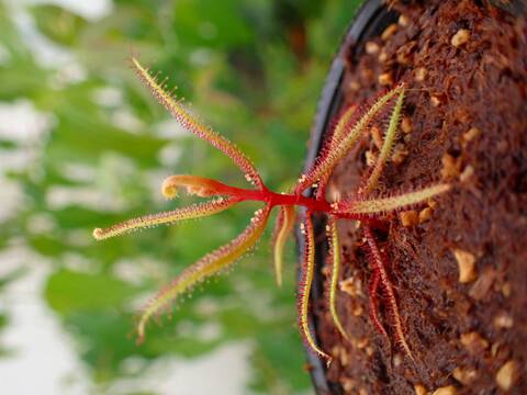 商品一覧 - Y's Exotics （山田食虫植物農園）