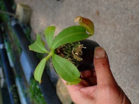 Y489 3-2 [YA-10] N. veitchii Bario (very big pitcher) x veitchii Bario (stripe peristome) Y's Lab