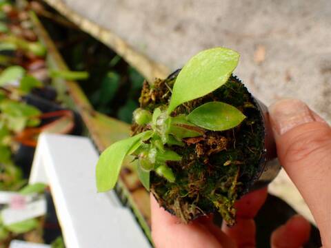 商品一覧 - Y's Exotics （山田食虫植物農園）