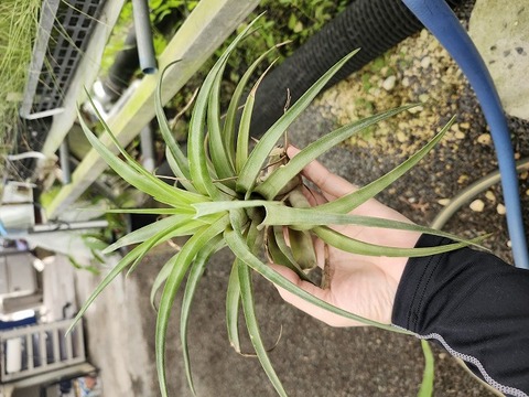 Tillandsia（エアプランツ）の商品一覧 | Y's Exotics （山田食虫植物