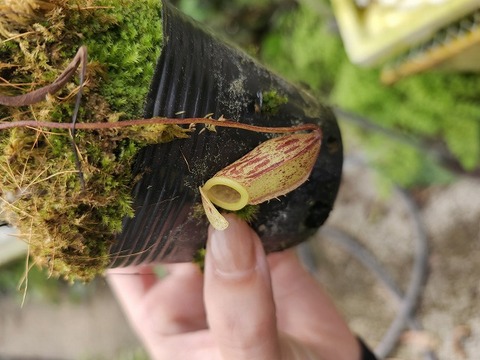 Nepenthes（ネペンテス/ウツボカズラ）の商品一覧 | Y's Exotics