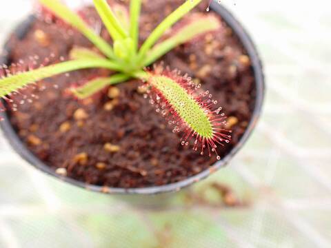 G984 4-1  D. capensis narow leaf