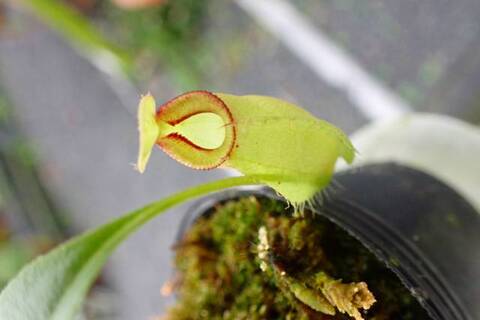 teatネペン Nepenthes（ネペンテス/ウツボカズラ）の商品一覧 | Y's Exotics