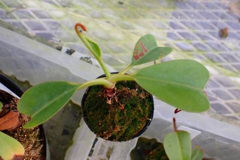 Nepenthes（ネペンテス/ウツボカズラ）の商品一覧 | Y's Exotics