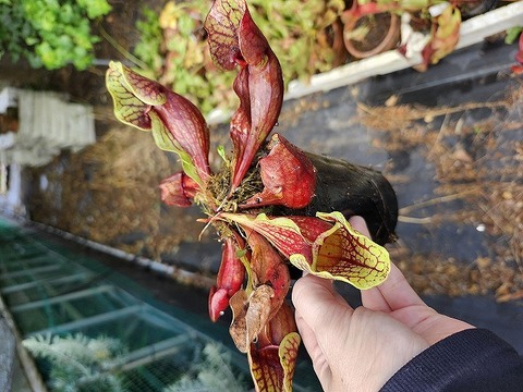 O164 S. purpurea ssp. venosa (seedling) Y's 