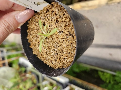 E622 1-2 P. mactezumae x zecheri