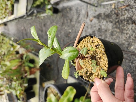 O171 5-3 N. adnata x campanulata [BCP ID# N323] BCP 