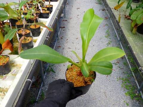 G825 5-3 N. sibuyanensis x truncata-squat (a) EP