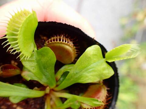 Y980 5-2 Dionaea muscipula 鈴木系 original