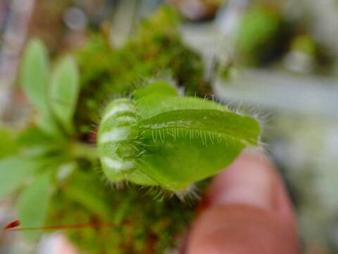 商品一覧 - Y's Exotics （山田食虫植物農園）