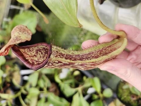 Nepenthes（ネペンテス/ウツボカズラ）の商品一覧 | Y's Exotics （山田食虫植物農園）