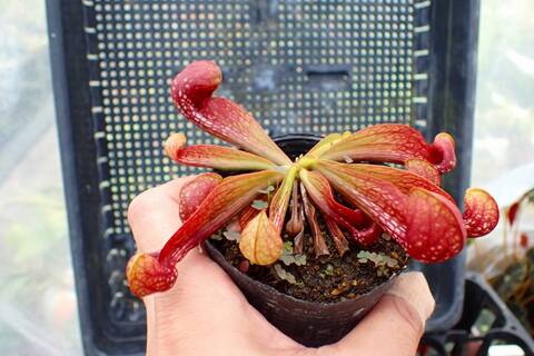 R566 1H S. psittacina var. okefenokeensis Liberty Co. very large traps CK