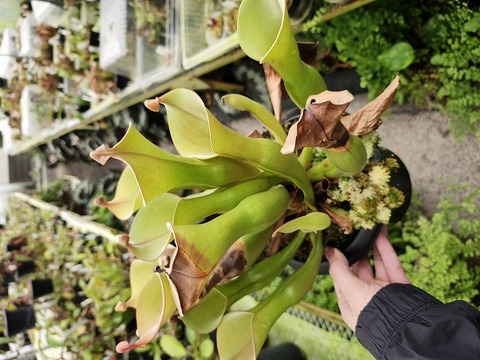 Heliamphora（ヘリアンフォラ）の商品一覧 | Y's Exotics （山田