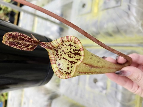 Nepenthes（ネペンテス/ウツボカズラ）の商品一覧 | Y's Exotics