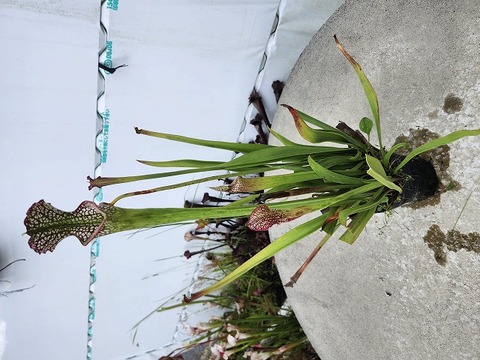 Y's Exotics （山田食虫植物農園）