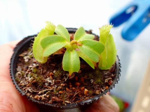 G147 1-2 [YA-3] N. truncata 広島実生系 Y's Lab