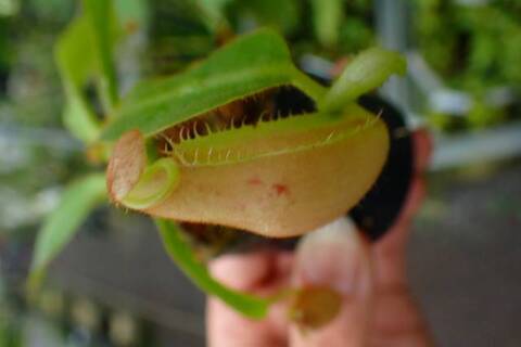 ゆうゆうネペンテス・ミランダ ゆうゆうネペンテス・ミランダ NEPENTHES ONLINE STORE
