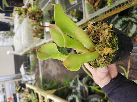商品一覧 - Y's Exotics （山田食虫植物農園）