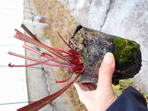 商品一覧 - Y's Exotics （山田食虫植物農園）