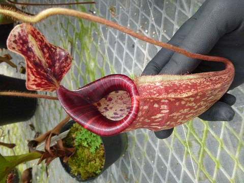 Nepenthes（ネペンテス/ウツボカズラ）の商品一覧 | Y's Exotics （山田食虫植物農園）