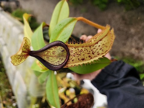 商品一覧 【脇芽有り】食虫植物 N.hamata x xharryana #NNN