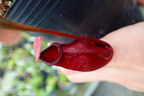 ネペンテス七種セット(宅急便発送) Nepenthes（ネペンテス/ウツボカズラ）の商品一覧 | Y's Exotics