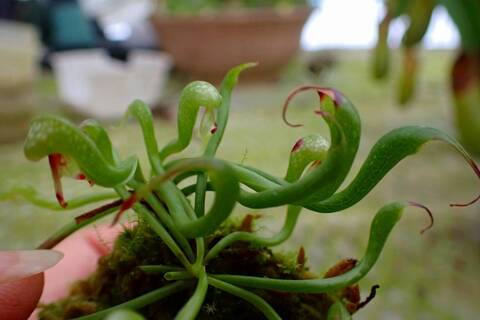 J564 4-2 Darlingtonia californica Y's Lab