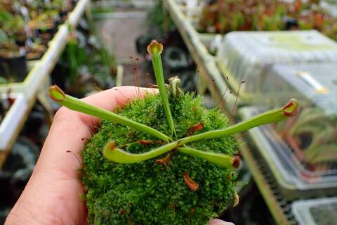 商品一覧 - Y's Exotics （山田食虫植物農園）