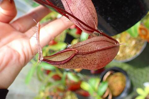 食虫植物N. xtrusmadensis AW clone:1 Nepenthes x trusmadiensis clone 1 #1 / N.hamata #3 / N.dubia #1