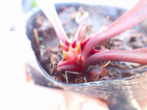 Y759 S. Gibbosa (purpurea ssp. purpurea x Gilpinii TP)