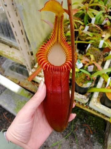 Nepenthes（ネペンテス/ウツボカズラ）の商品一覧 | Y's Exotics （山田食虫植物農園）